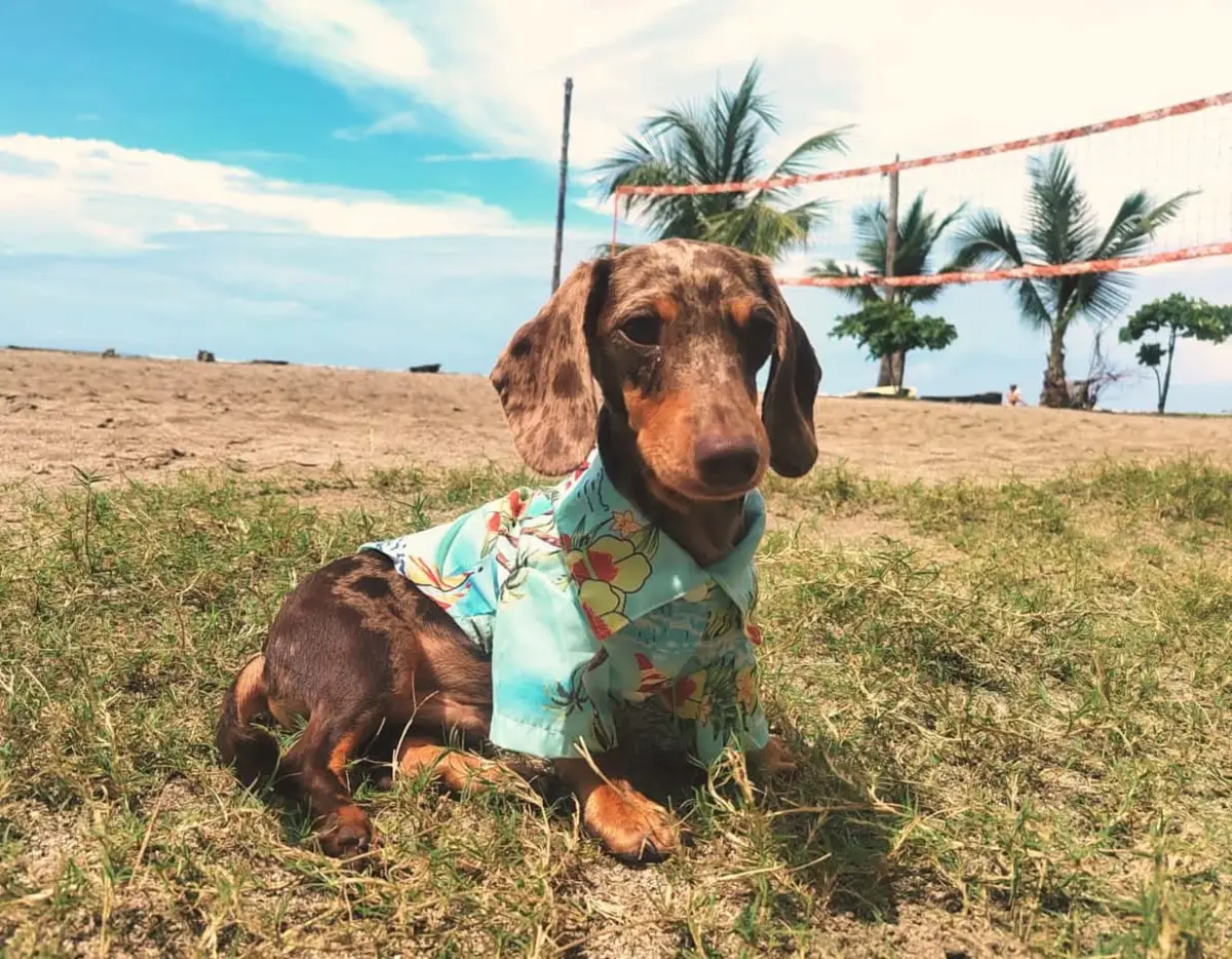 Indio Surf School's dachshund mascot in a Hawaiian shirt on Playa Sámara beach